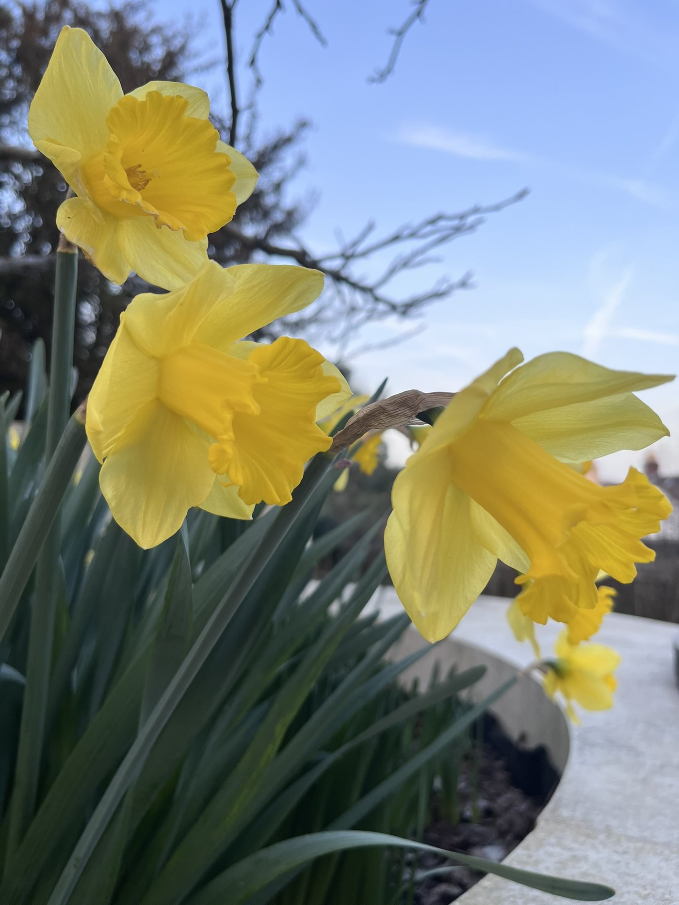 Daffodils in bloom — a sense of renewal and new beginnings