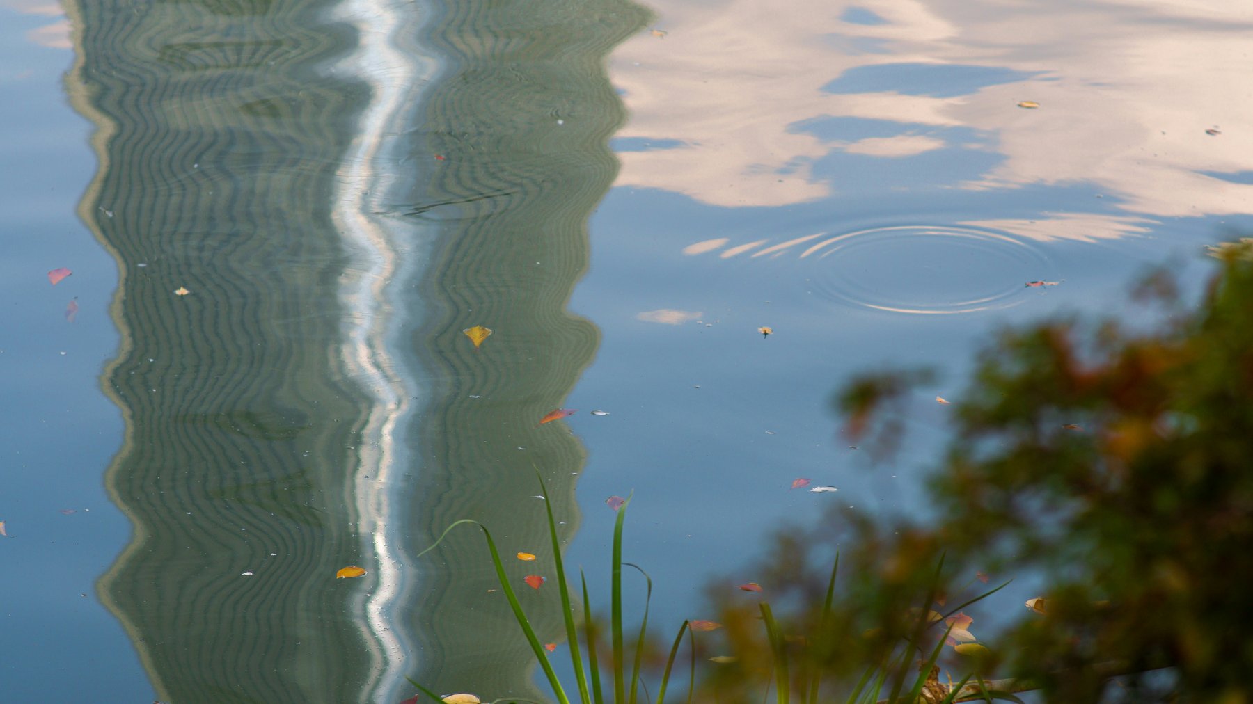 Autumn leaves floating on calm water — a gentle, reflective surface